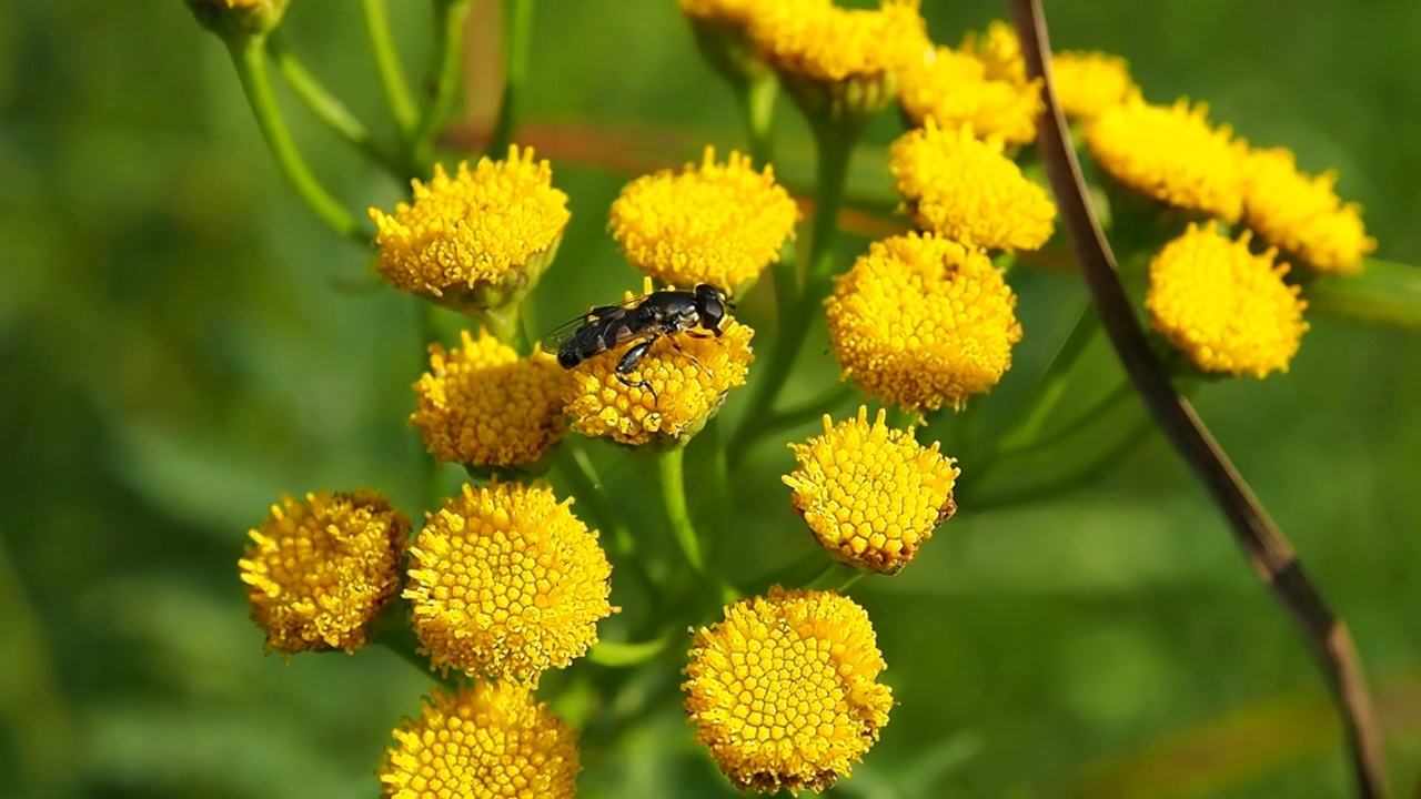 野生苍蝇吃花蜜。视频素材