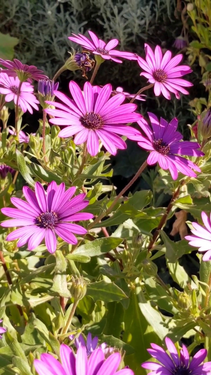 紫色Osteospermum fruticosum视频素材