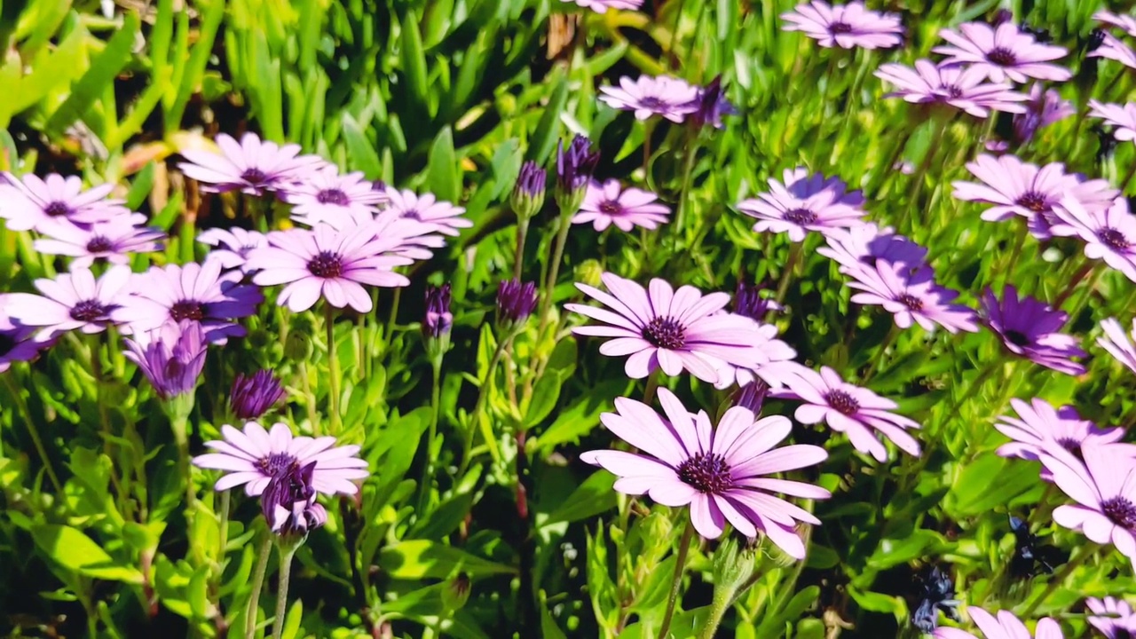 紫色Osteospermum fruticosum视频素材