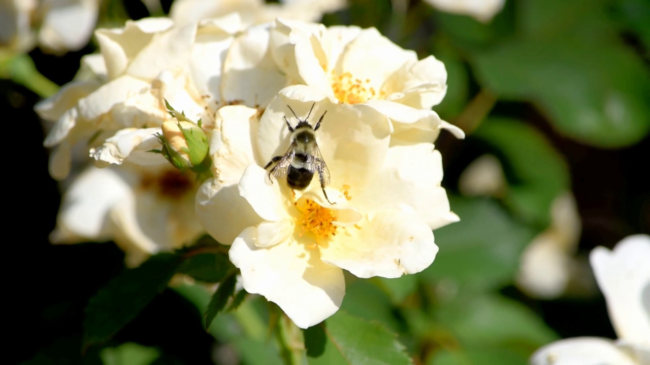 白切诺基玫瑰大黄蜂- Rosa laevigata Michx。视频素材