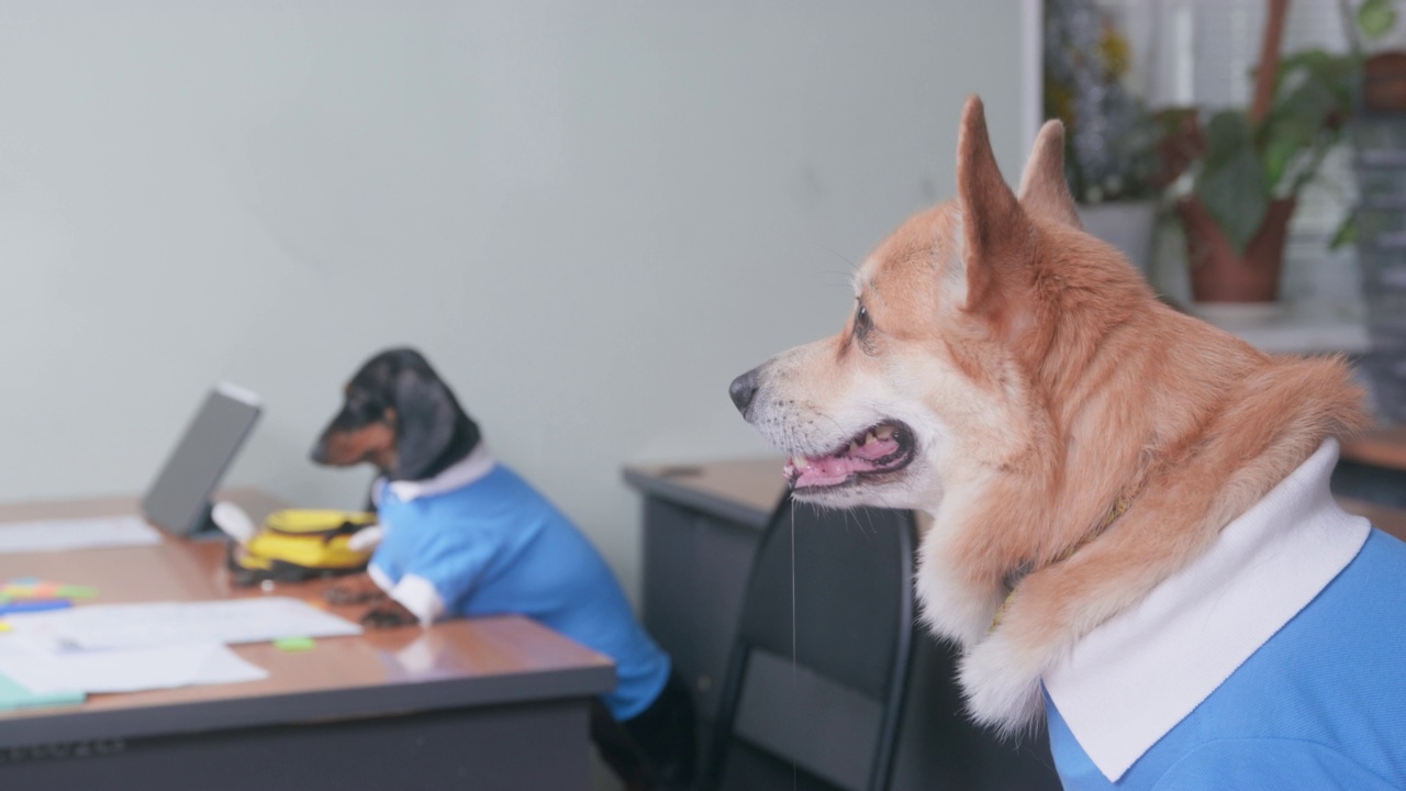 有趣的饥肠辘辘的腊肠小狗、威尔士柯基犬彭布罗克或开襟狗狗坐在桌子旁，等待主人喂它们，它们期待地流口水。宠物是紧张视频素材