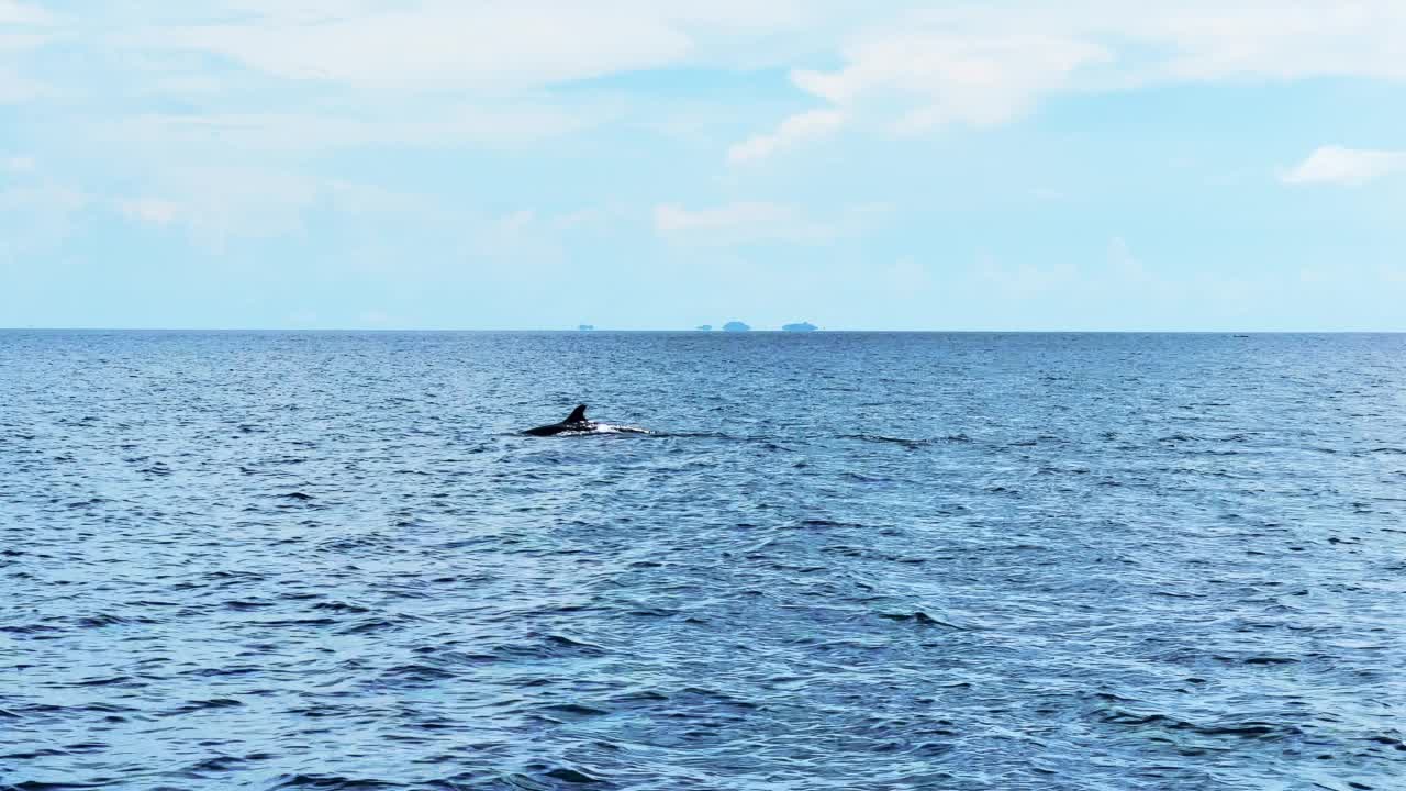 领航鲸视频素材