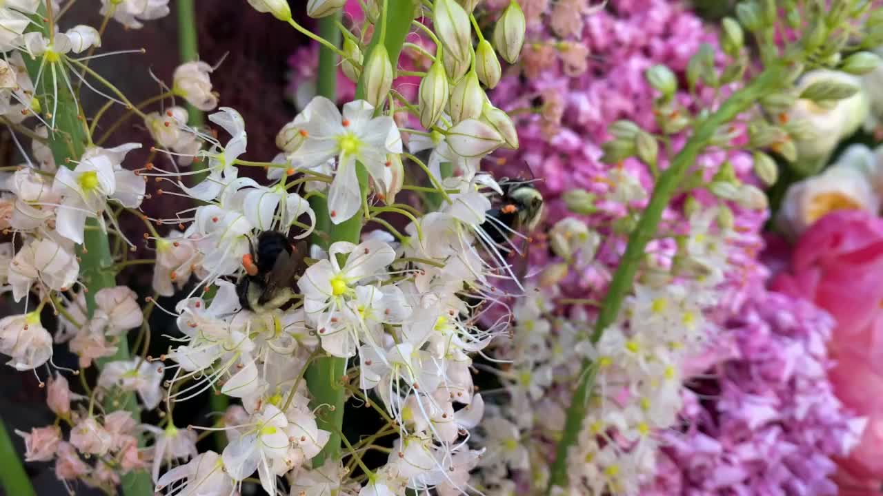 蜜蜂在花周围飞来飞去获取花粉视频素材