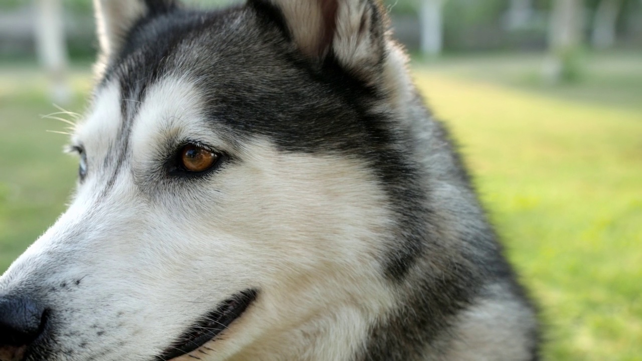 哈士奇狗的肖像。有着蓝色和棕色的眼睛视频素材