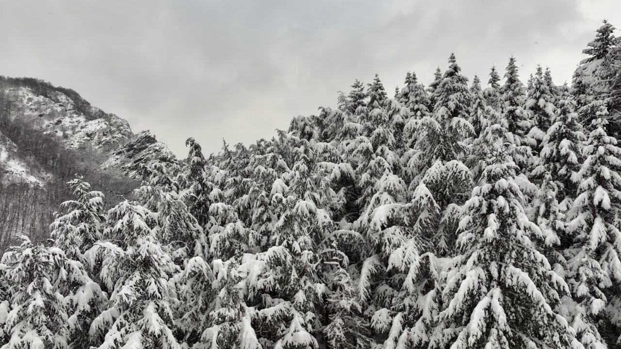 在寒冷安静的一天，冬季山林大雪期间，常绿松树覆盖着新鲜的雪的空中雾景视频素材