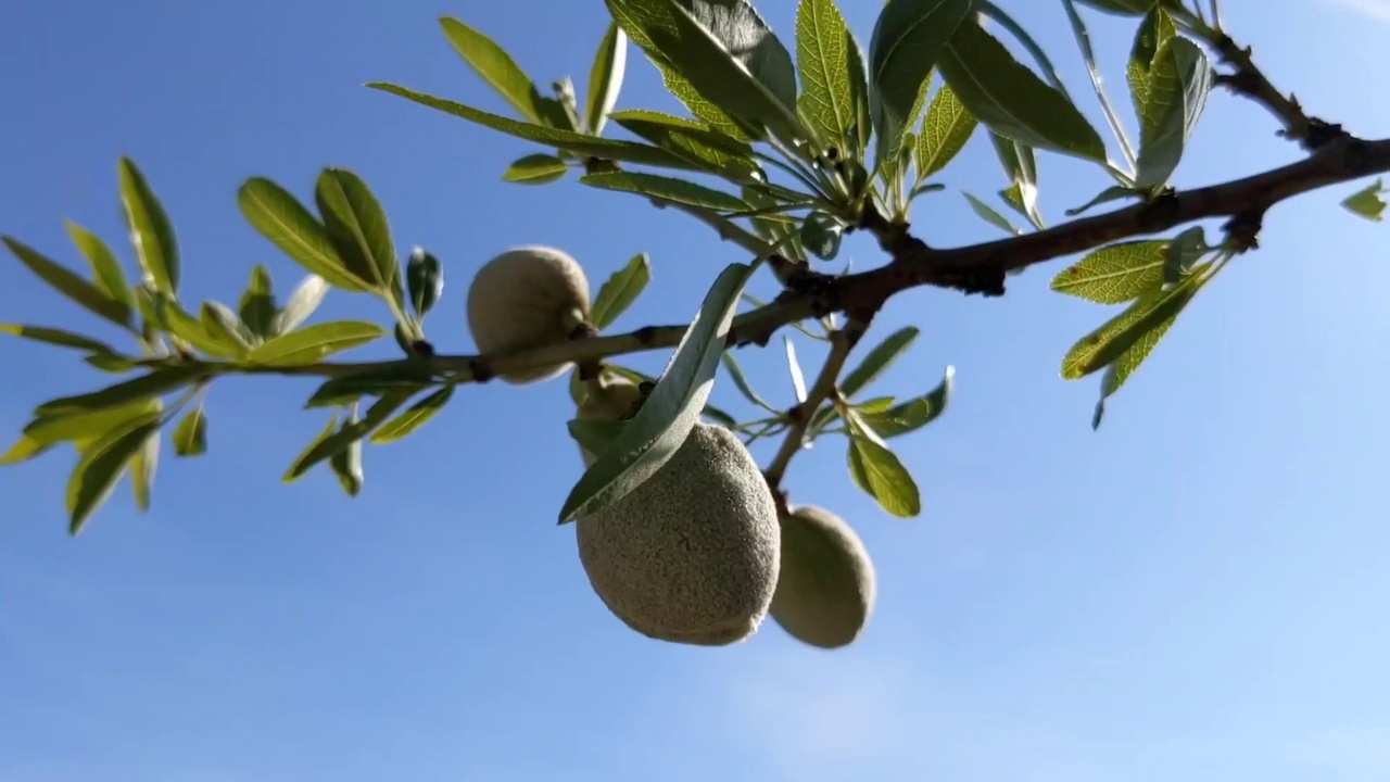 树枝上的坚果杏仁视频素材