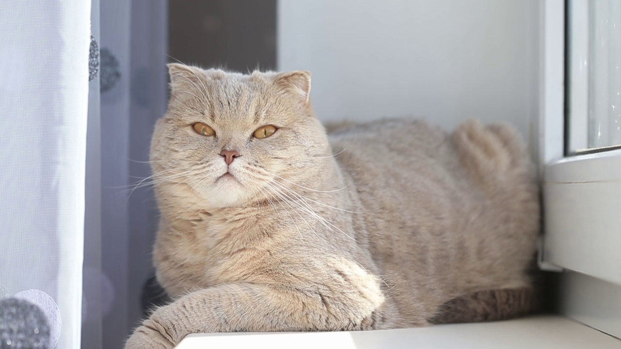 可爱好奇的苏格兰折猫放松在家旁边的窗口，特写肖像视频素材