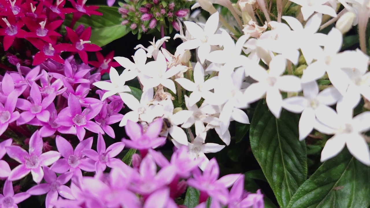 蜜蜂从一簇红色、粉色和白色的花中收集花粉视频素材