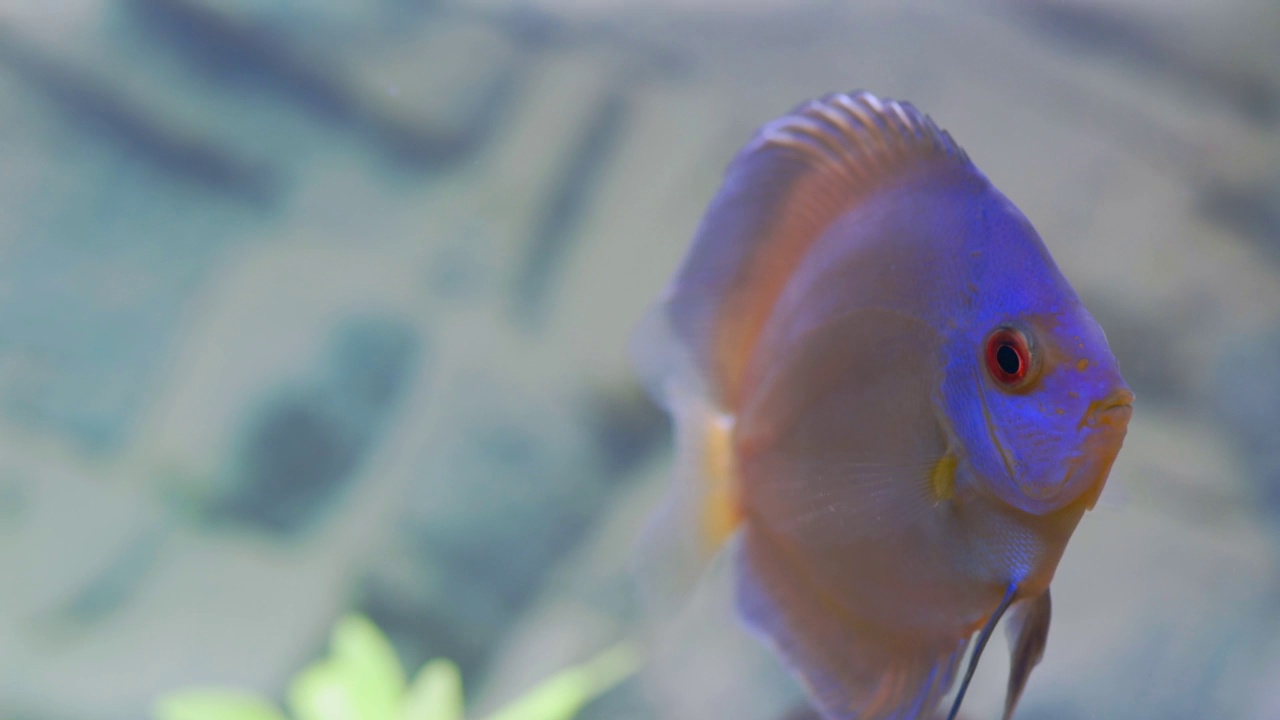 近距离观察蓝钻石铁饼鱼慈鲷在水族馆游泳。热带鱼类。爱好的概念。瑞典。视频素材