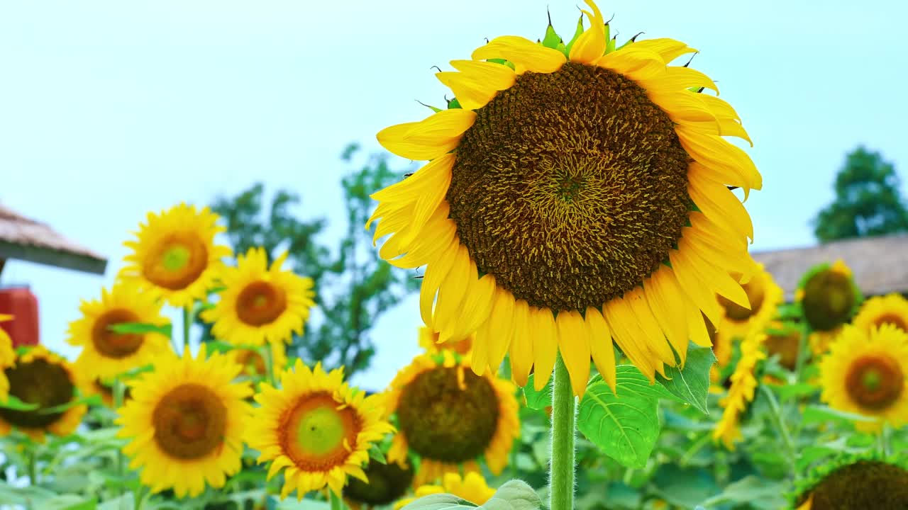 向日葵在夏天盛开视频素材