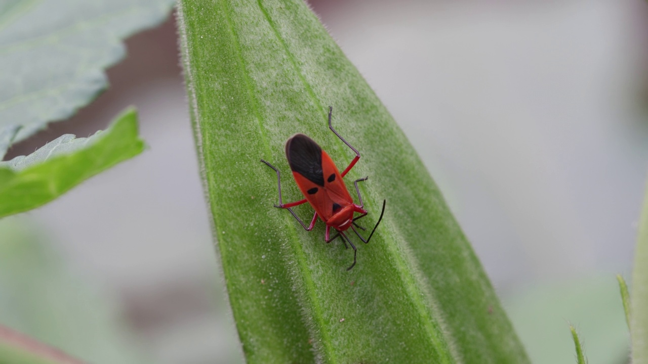 扣带Dysdercus ciningulatus，秋葵害虫视频素材