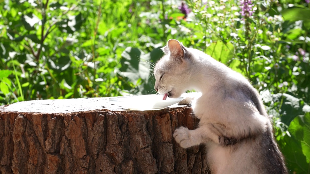 夏天，灰猫在花园附近吃着玻璃盘子里的牛奶视频素材