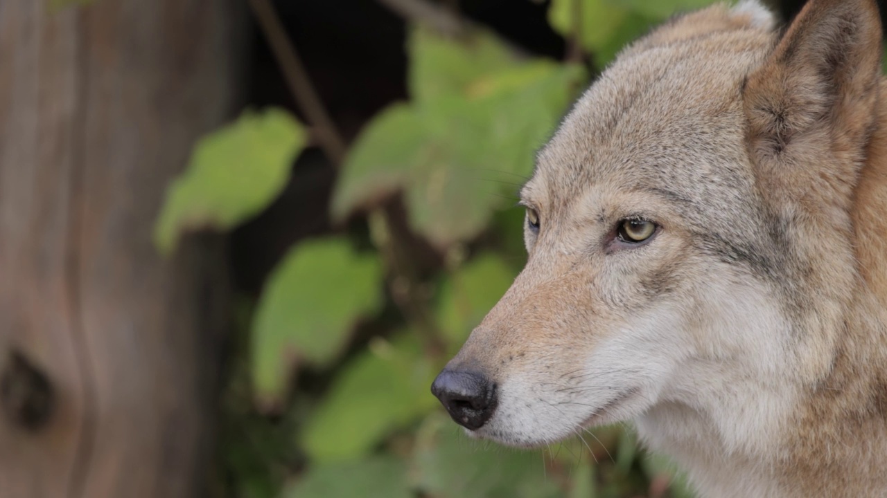 狼(Canis lupus)，又称灰狼，是现存最大的犬科成员。狼是犬类中最大的野生成员。视频素材