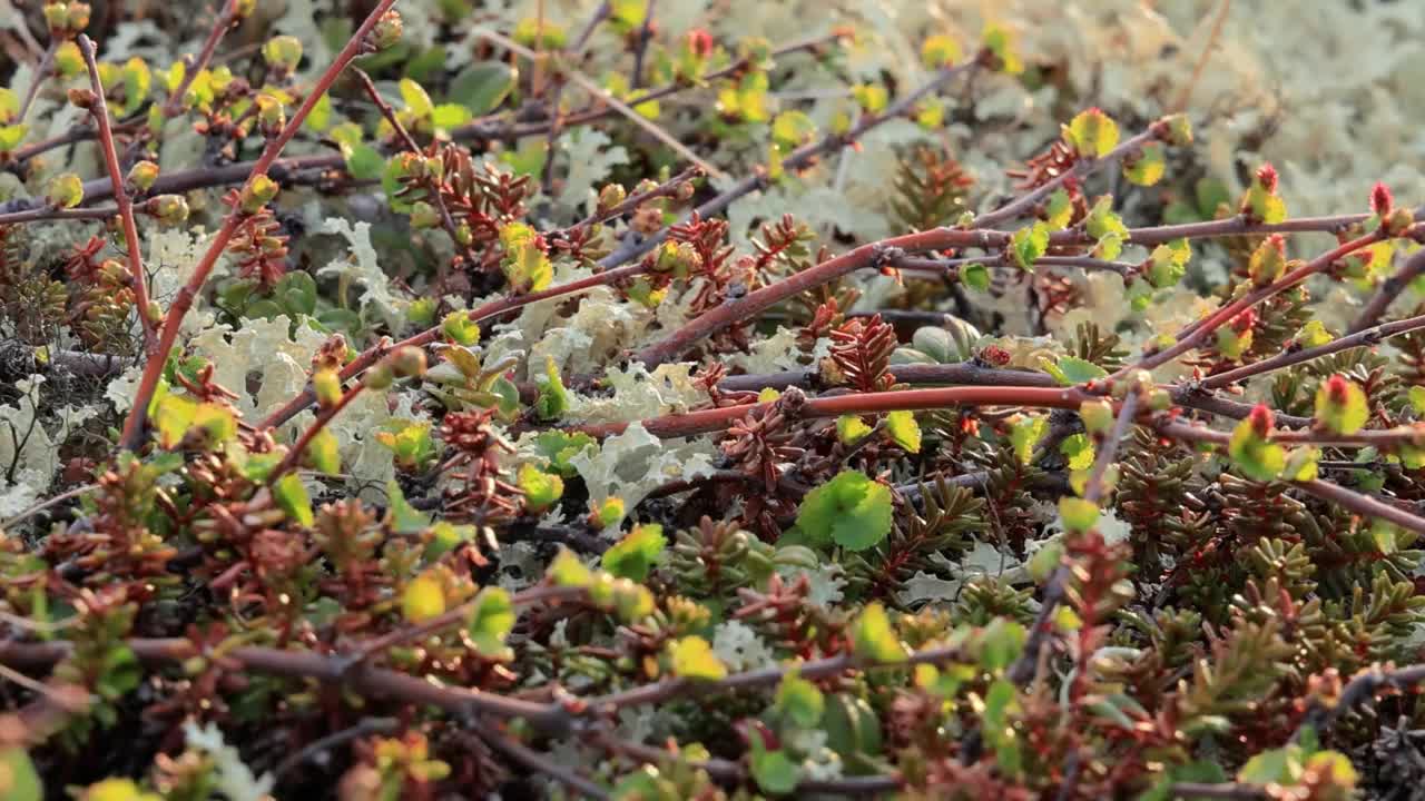 北极苔原地衣苔藓特写。它主要分布在北极苔原地区，高山苔原，非常耐寒。Cladonia rangiferina，也被称为驯鹿杯苔。视频素材