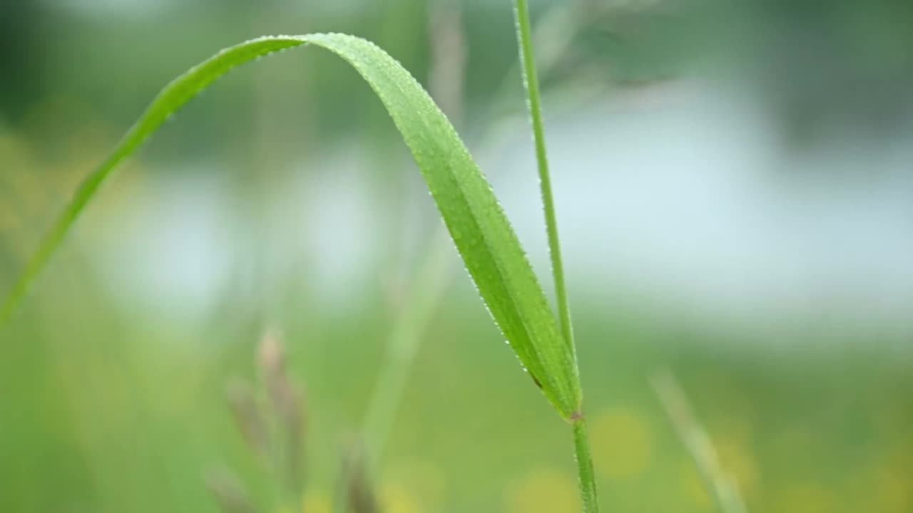 清晨，草梗上的露珠视频素材