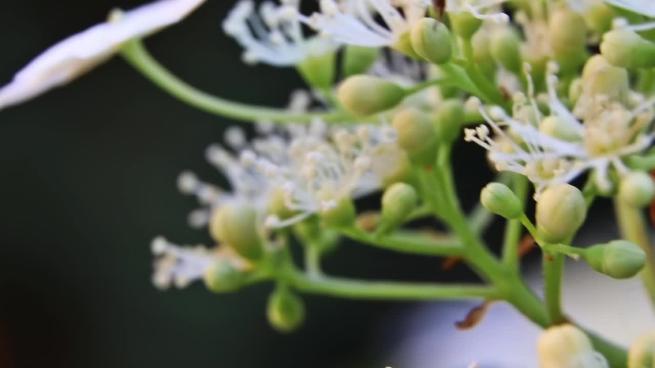 蜜蜂在花丛中飞舞。花园里的蜜蜂。蜜蜂从花中采集花蜜视频素材