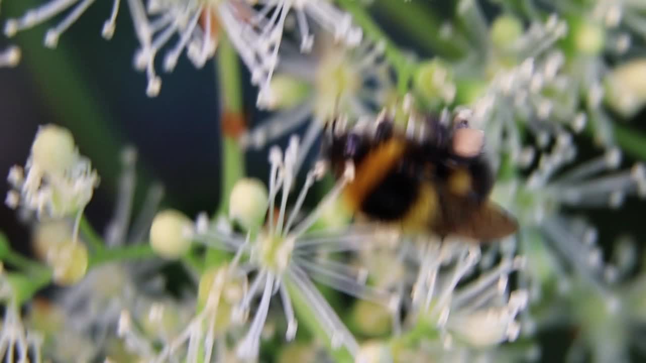 蜜蜂在花丛中飞舞。花园里的蜜蜂。蜜蜂从花中采集花蜜视频下载