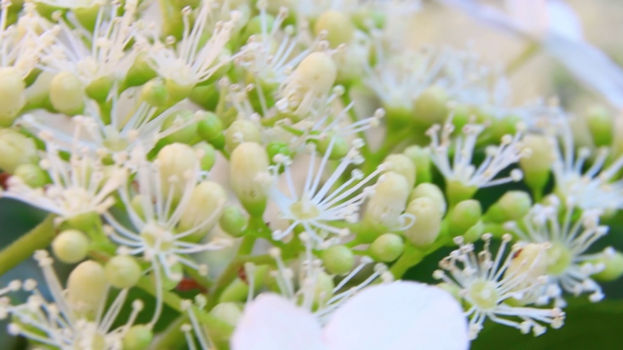 蜜蜂在花丛中飞舞。花园里的蜜蜂。蜜蜂从花中采集花蜜视频素材