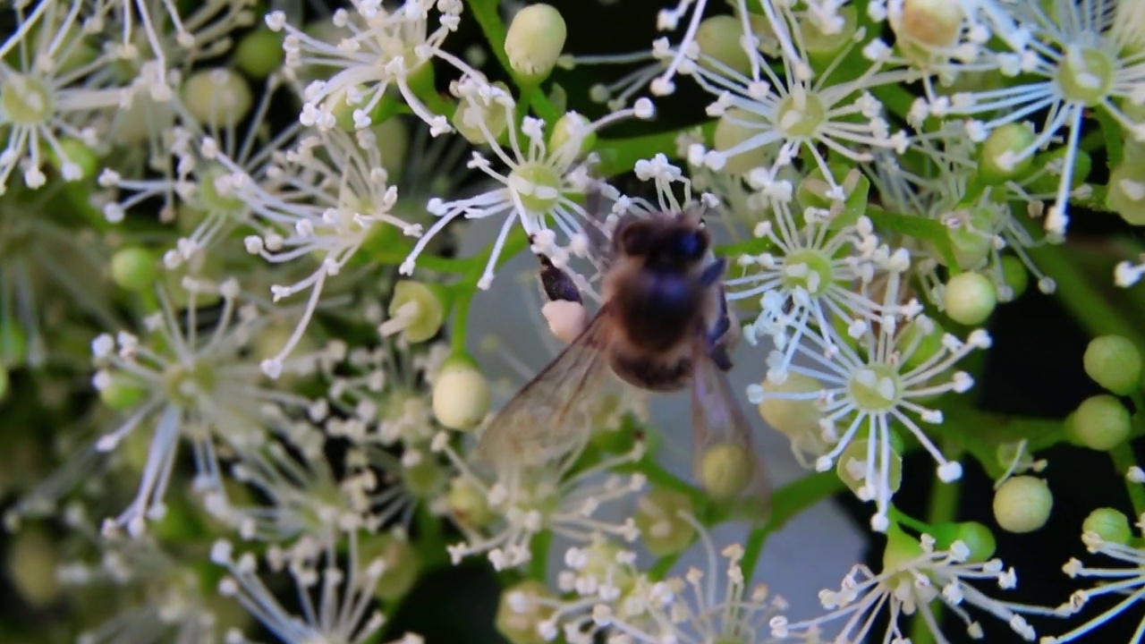 蜜蜂在花丛中飞舞。花园里的蜜蜂。蜜蜂从花中采集花蜜视频素材