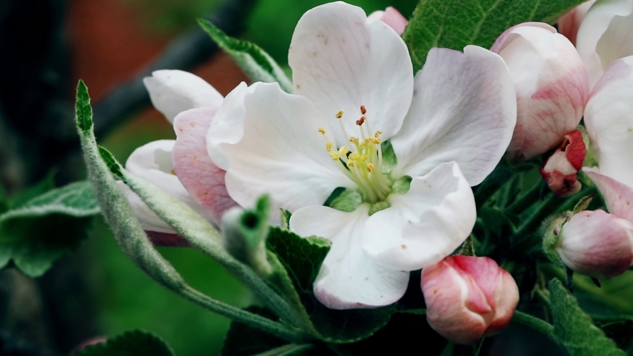 开花的柱状苹果树。苹果树花。苹果花。春天的花朵视频素材