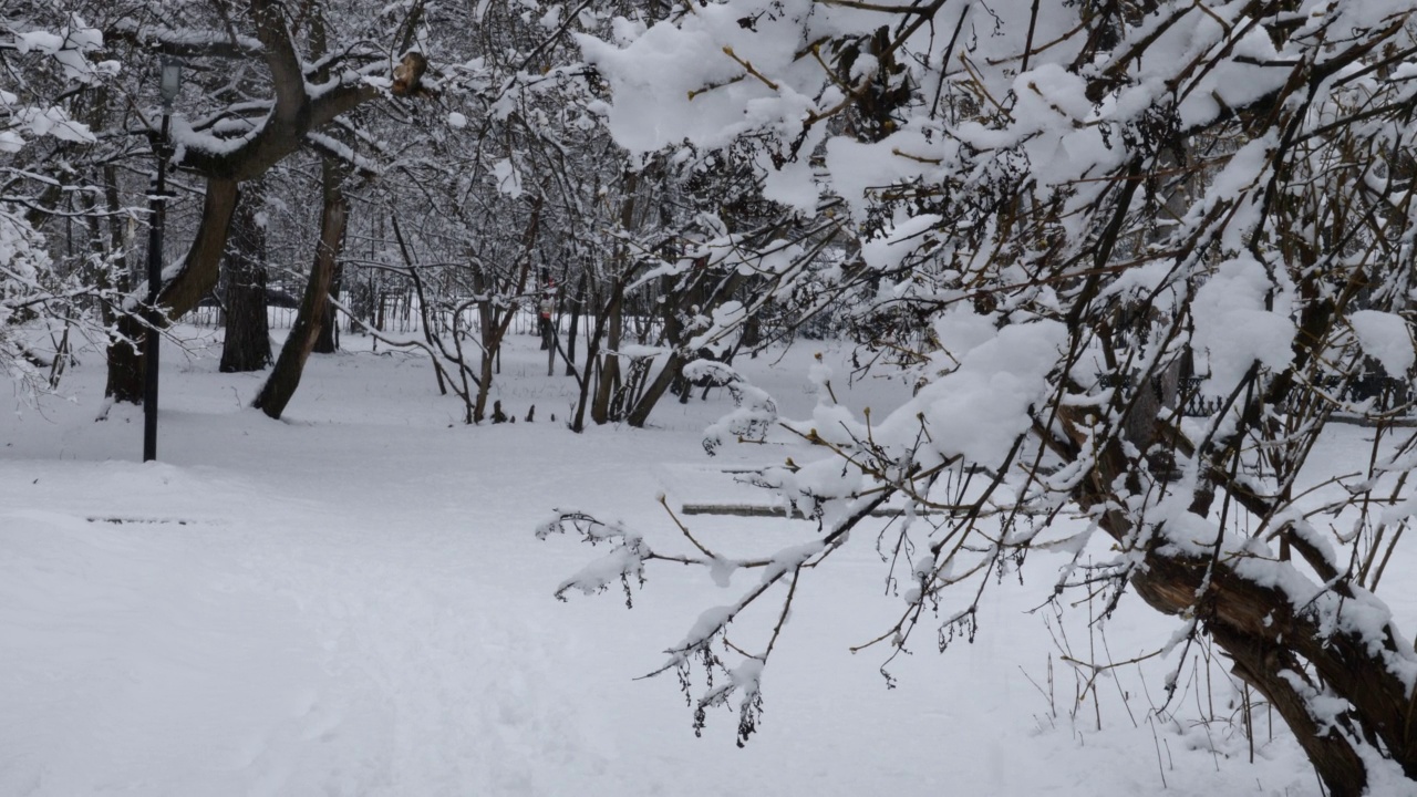 在春天的降雪。树枝覆盖了一层雪。视频下载