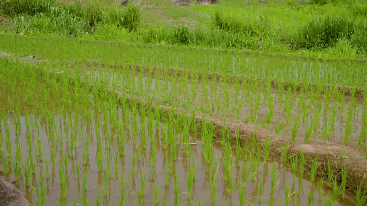 4K，绿色的稻田种植在梯田种植在高山里，在水里种植水稻，在雨季等待收获。水稻种植视频素材