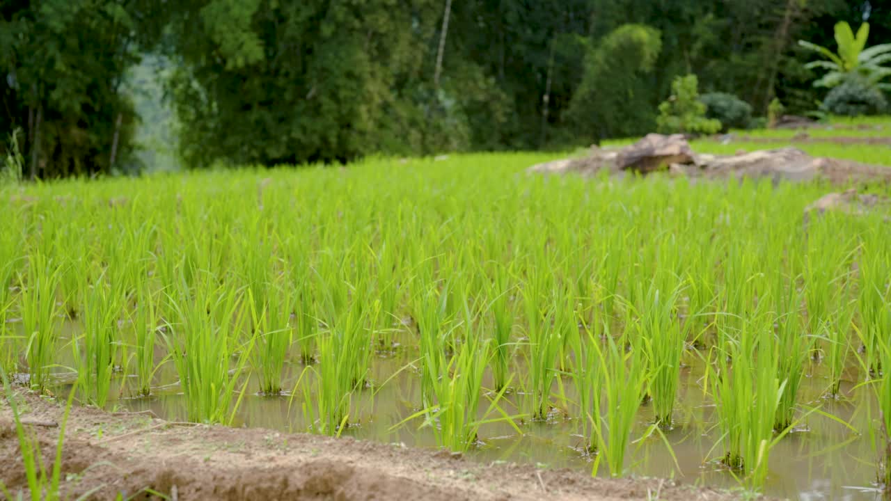 4K，绿色的稻田种植在梯田种植在高山里，在水里种植水稻，在雨季等待收获。水稻种植视频素材