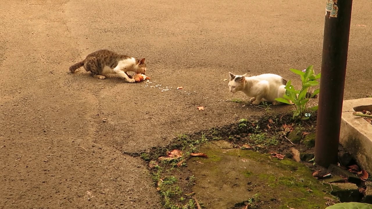 猫和朋友一起吃炸鱼视频下载