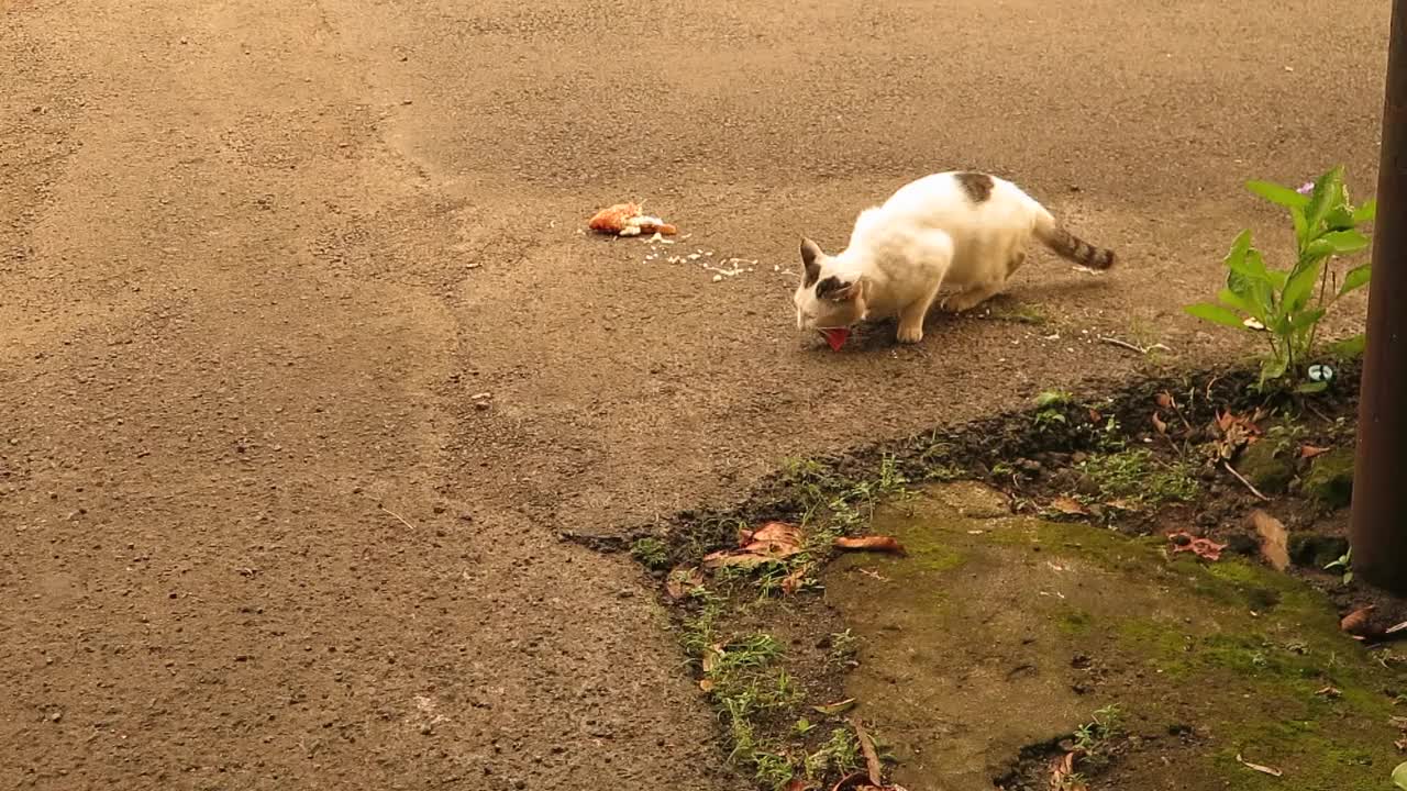 猫独自吃炸鱼视频下载