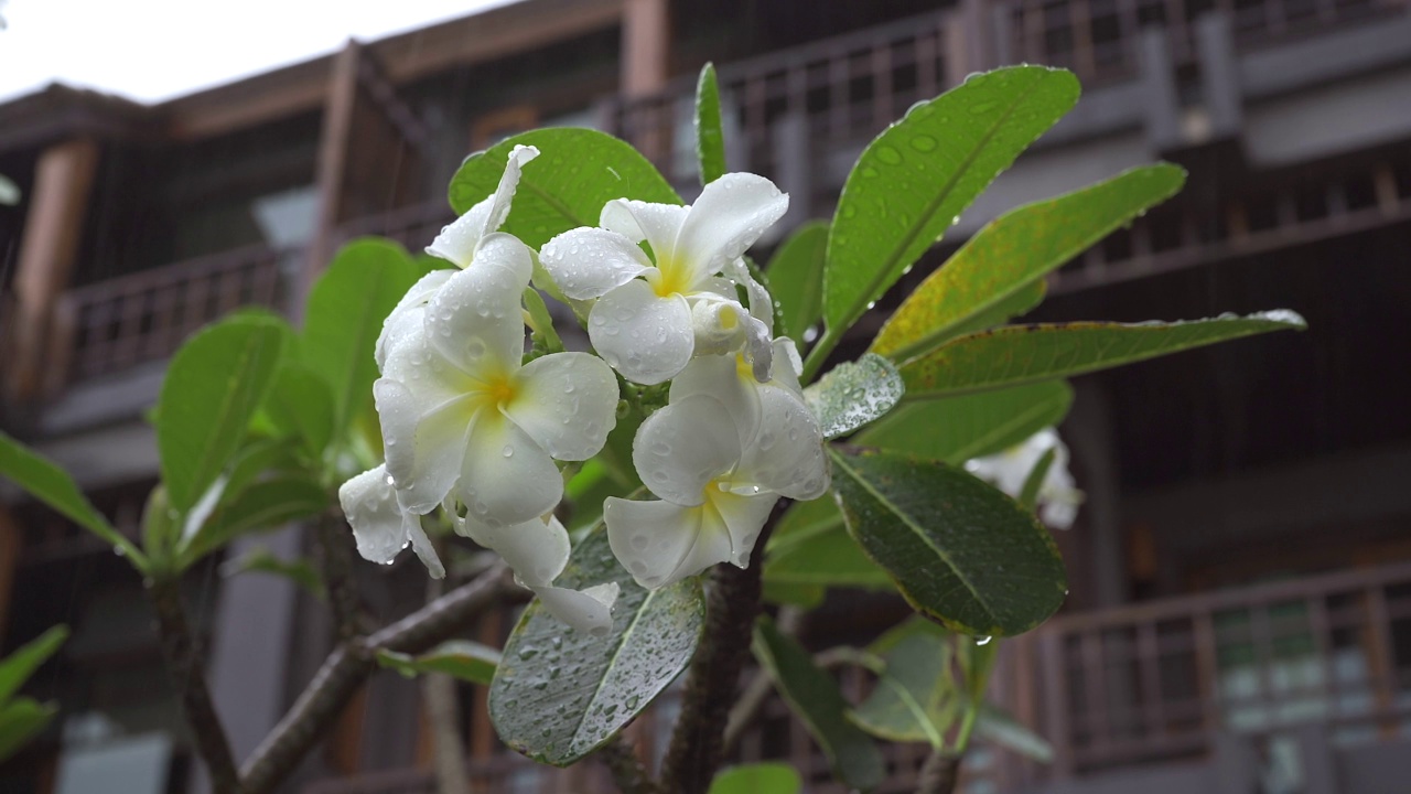 雨滴落在白色鸡蛋花上。下雨的时候树在旅馆里视频素材