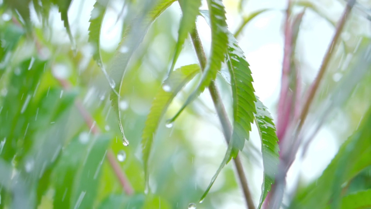 慢动作雨滴滴从绿叶蕨类在雨。特写水滴绿叶前景。宏观降雨落在绿色植物叶片上。平静放松的冥想和平的背景。视频素材