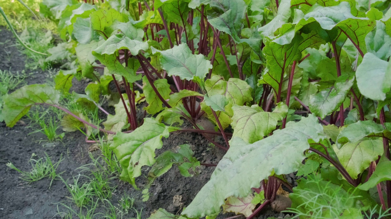 甜菜或甜菜根生长在菜园的苗床上，准备收割。农业或园艺概念视频素材