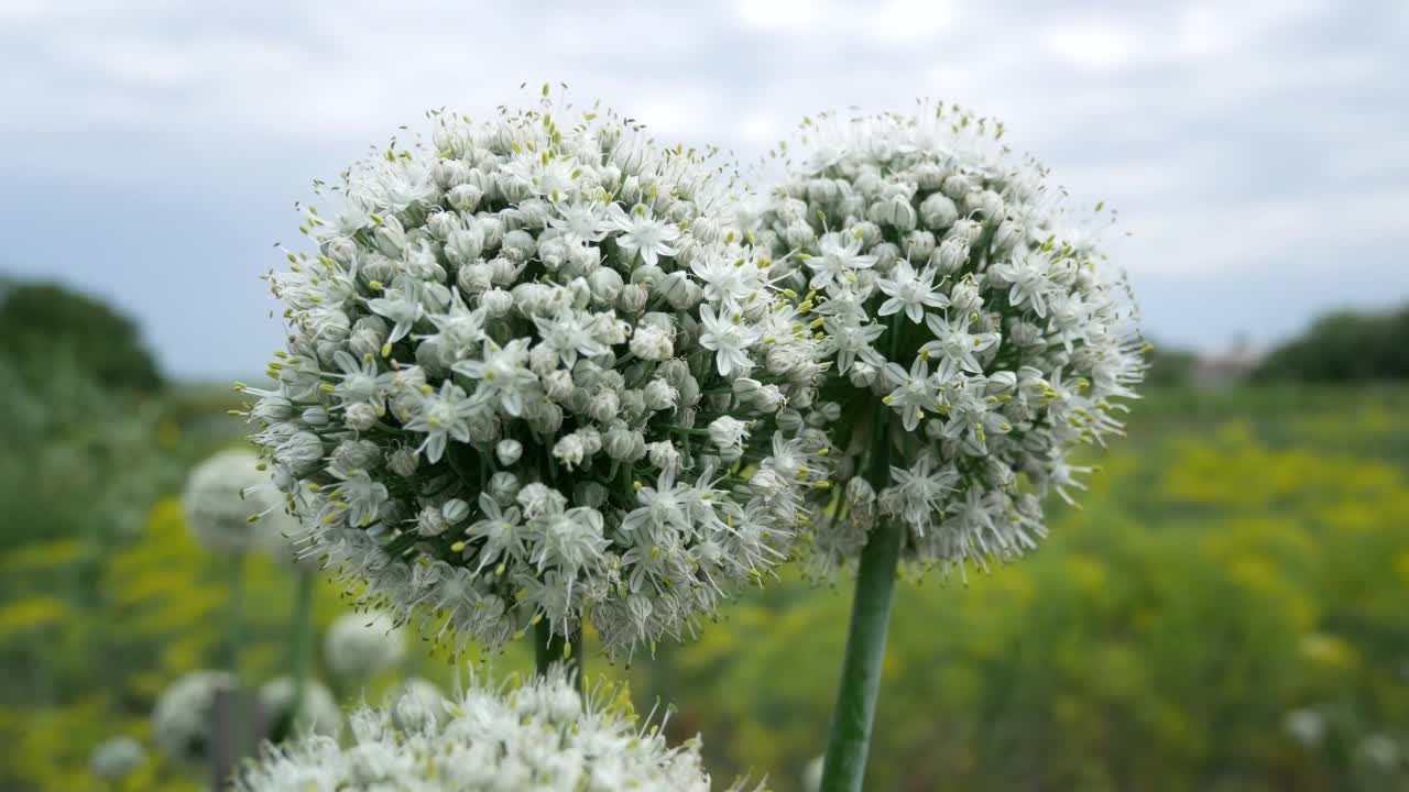 蓝色的天空映衬着花园中的圆形洋葱花视频素材