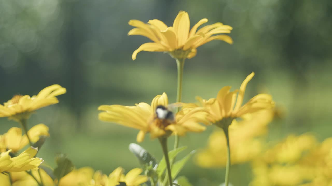 盛开的doronicum花。视频素材