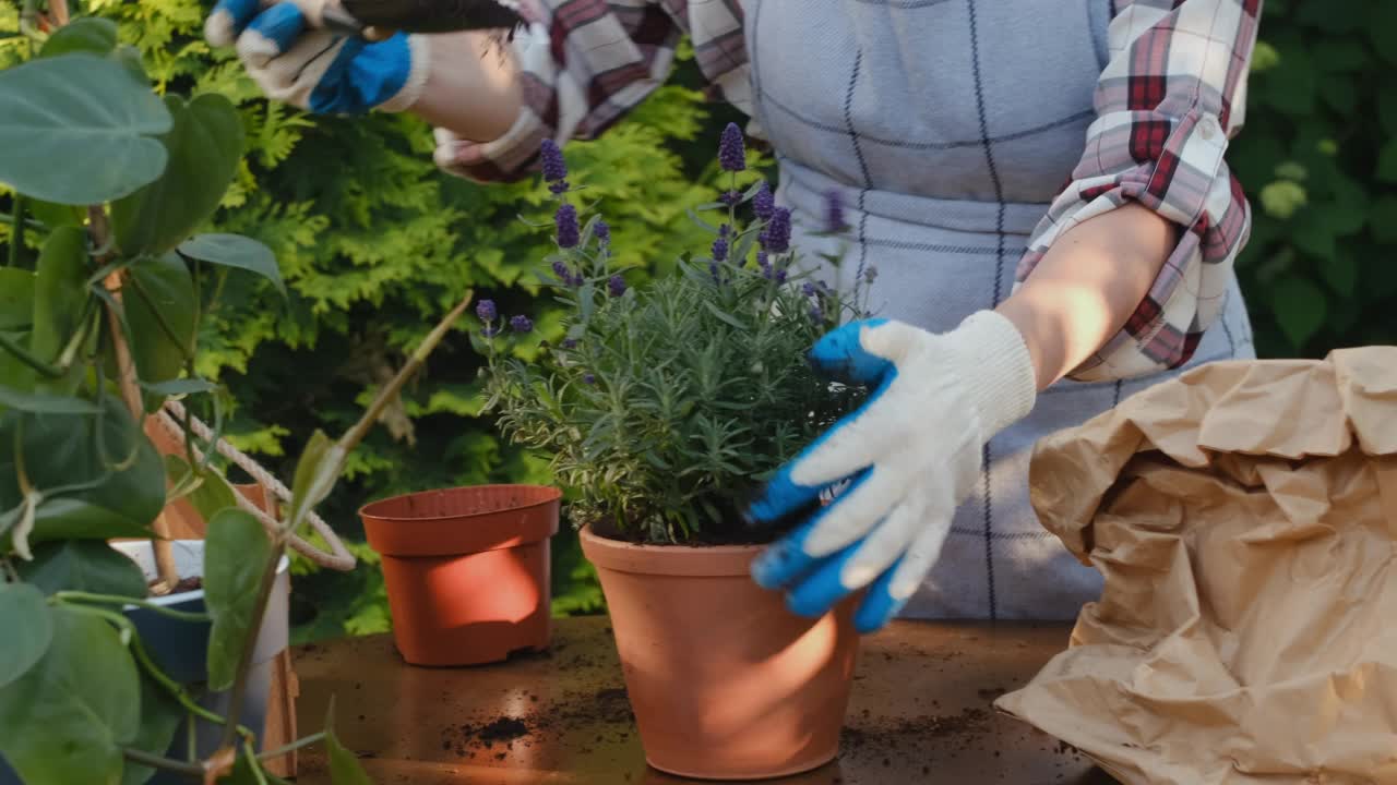 园丁在室外将薰衣草移植到陶罐中。视频素材