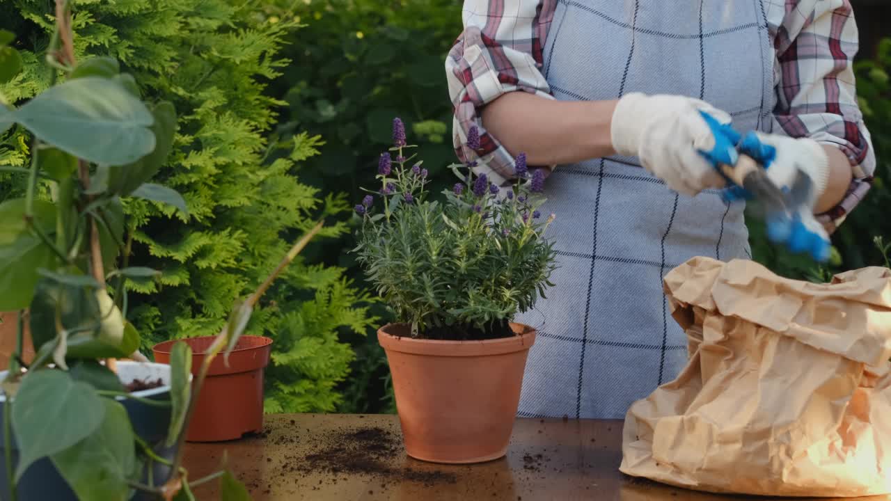 园丁在室外将薰衣草移植到陶罐中。视频素材