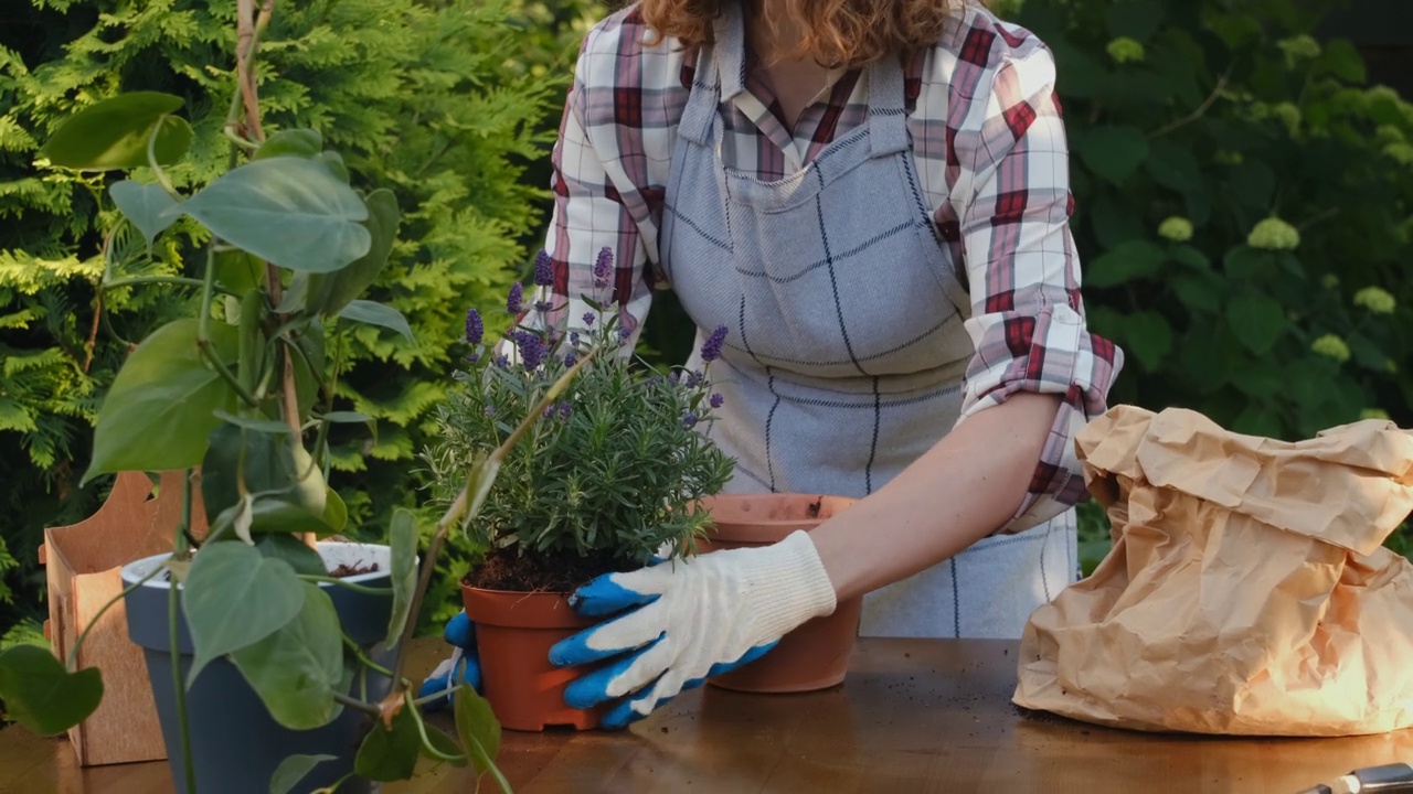 年轻女子在户外重新种植薰衣草。视频素材