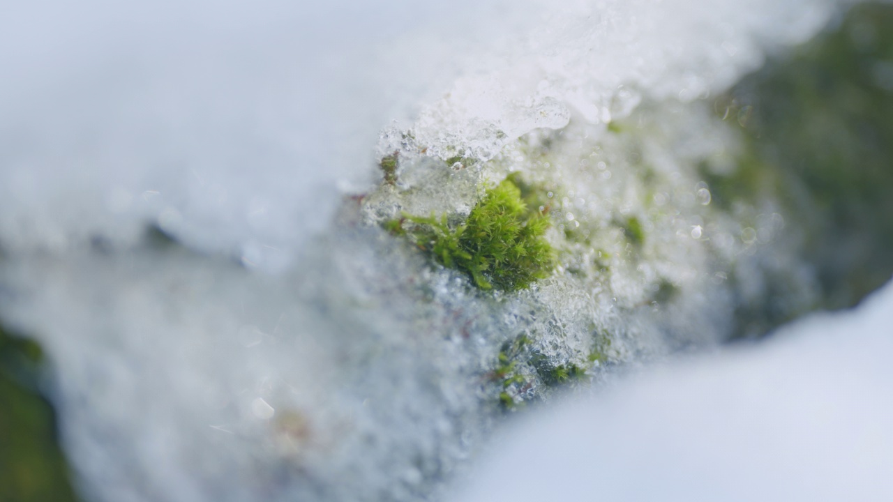 在春天娇嫩的阳光下，森林里的雪融化在绿色的苔藓上。从左到右平移射击。视频素材