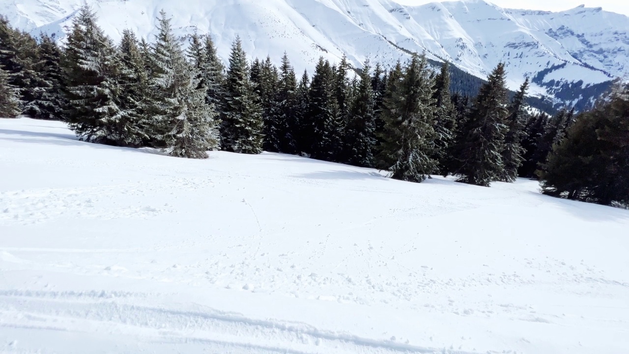 雪山冷杉林视频素材