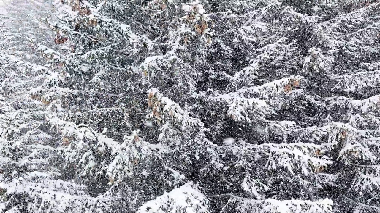 冷杉森林树木在运动从滑雪升降机下的雪视频素材