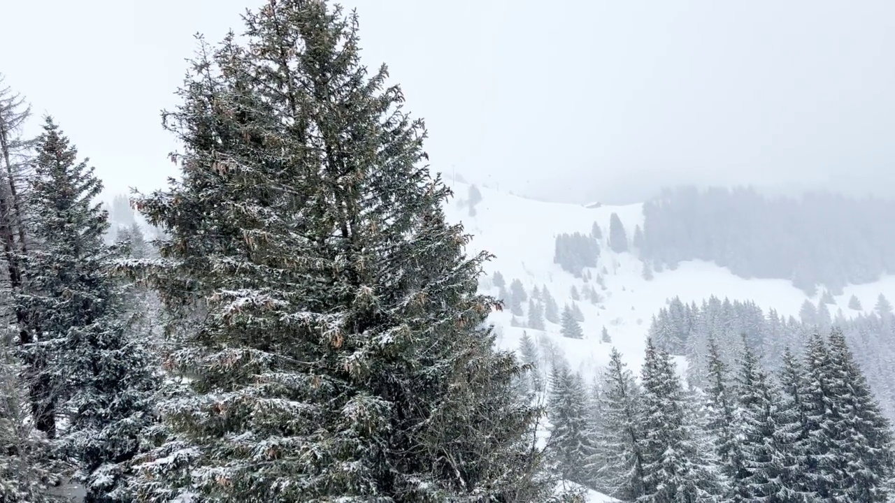 雪覆盖冷杉森林树木在运动从滑雪升降机视频素材