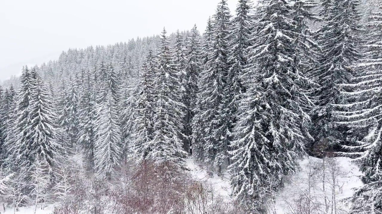 美丽的冷杉森林树木在运动从滑雪升降机视频素材