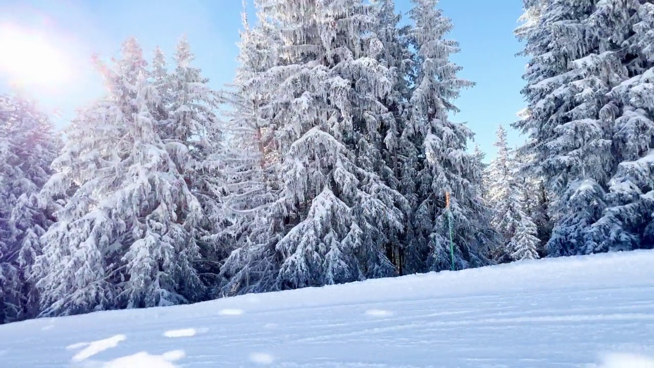 美丽的白雪皑皑，杉树覆盖了整个森林视频素材