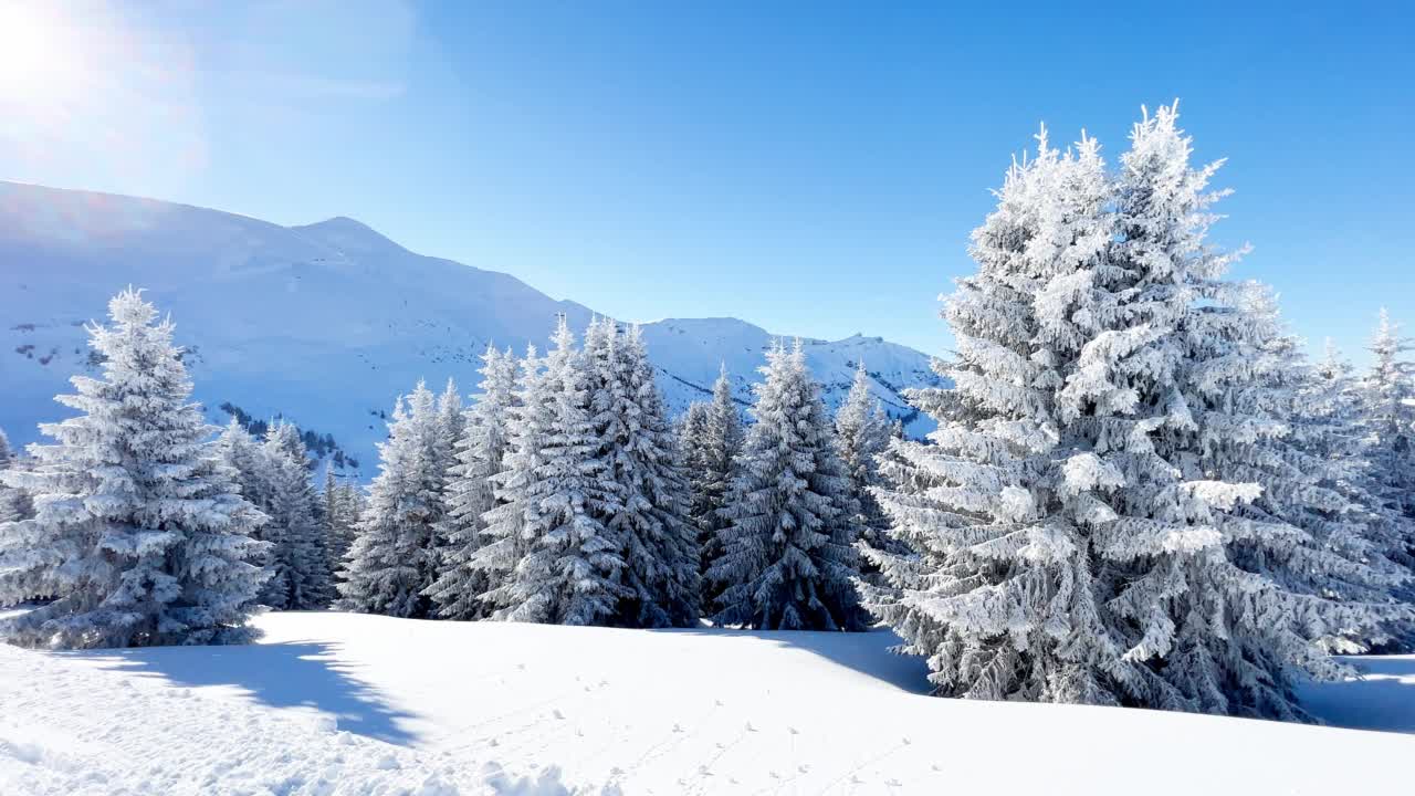 大雪过后，阳光明媚的日子里被雪覆盖的冷杉视频素材