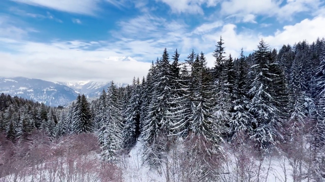 美丽的雪覆盖冷杉森林树木运动的看法在山区视频素材