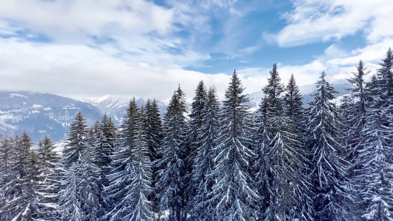 美丽的雪覆盖冷杉森林树木运动概述视频素材