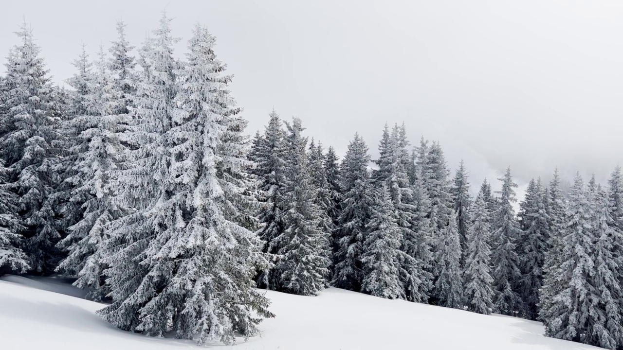 大雪过后，山上的冷杉林被白雪覆盖视频素材