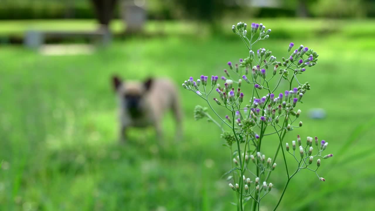 美丽的紫色小铁蒺藜花映衬着草地。视频素材