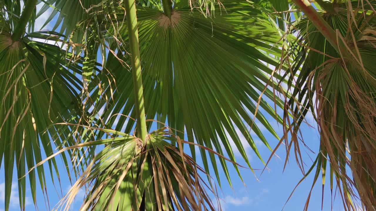 椰子叶，蓝天背景，海滩上的云为背景。棕榈树与树枝在风中移动，棕榈树在蓝天上。视频素材