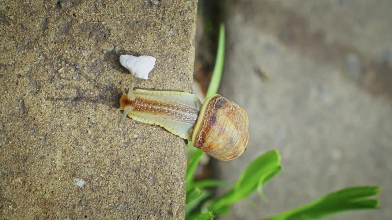 野生自然。蜗牛在柏油路上爬行。视频素材